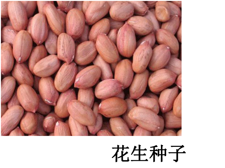玉米种子的子叶是用来干什么的_玉米种子的子叶功能_玉米种子的子叶将来发育成什么
